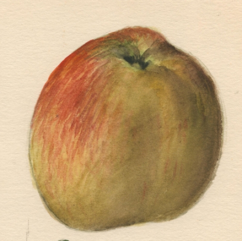 Aquarel, inheems fruit (+/- 1960)