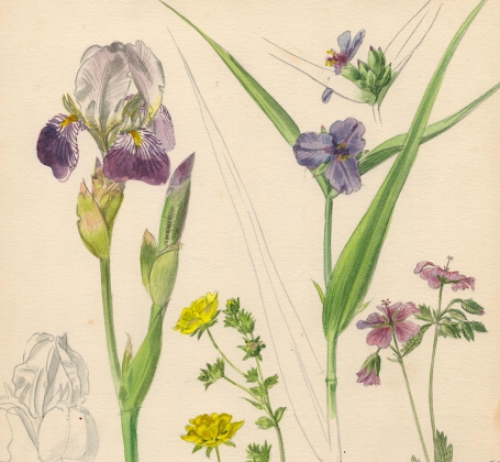 Aquarel van Van Den Steen kopen