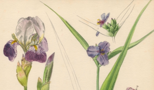 Aquarel door de Belgische kunstenaar Pascal Van Den Steen