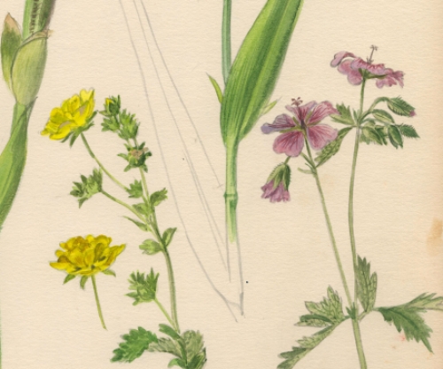 Schilderijtje op papier van Pascal Van Den Steen