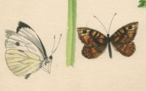 Aquarel van een bloem, iris en vlinders