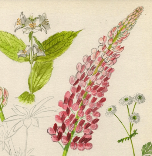 Aquarel met lupinen van Van Den Steen kopen