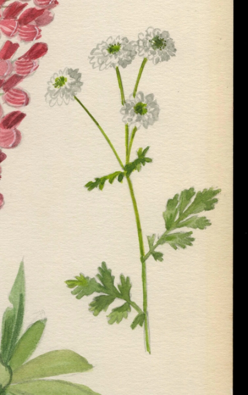 Belgische schilder Pascal Van Den Steen met een aquarel