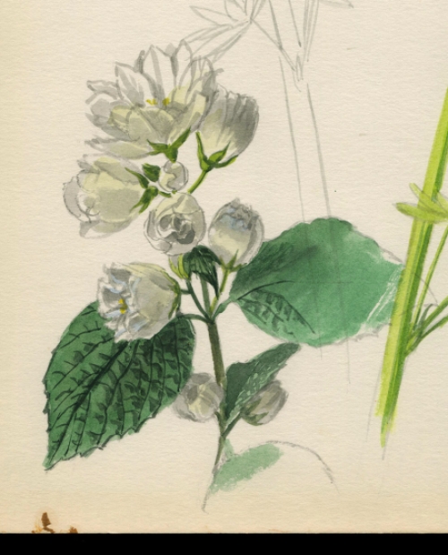 Aquarel van lupinen naar 18de eeuwse voorbeeld