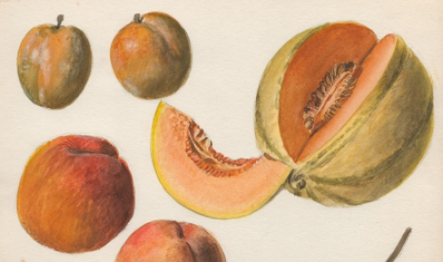 Aquarel met vruchten van Van Den Steen kopen