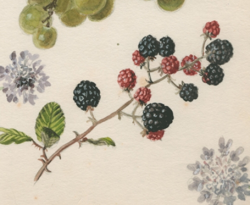 Aquarel van vruchten