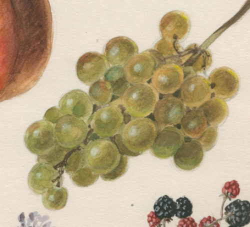 Aquarel; Meloen en vruchten (+/- 1960)