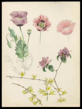 Kunstwerkje, aquarel van Pascal Van Den Steen