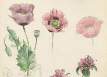 Aquarel van Pascal Van Den Steen kopen