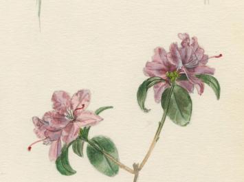 Belgische schilder Pascal Van Den Steen