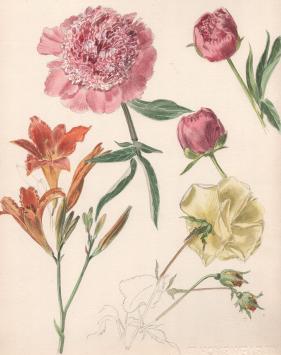 Aquarel van Pascal Van Den Steen kopen