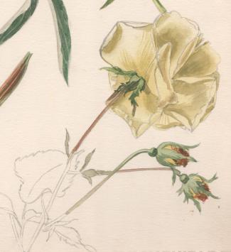 Schilderijtje op papier van Pascal Van Den Steen