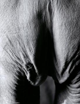 C-print van de Nederlandse fotograaf Paul Blanca kopen