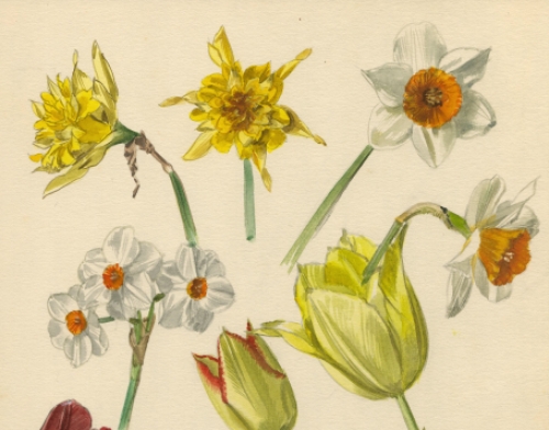 Aquarel met paasbloemen van Van Den Steen kopen