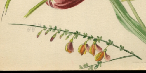 Aquarel van paasbloemen, tulpen en brem