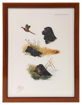 Boris Riab  Fieldspaniël in de natuur