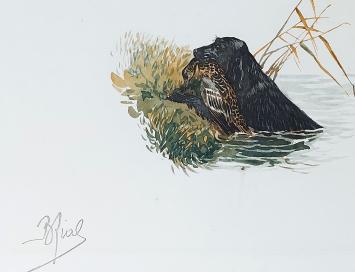 Fieldspaniël in de natuur