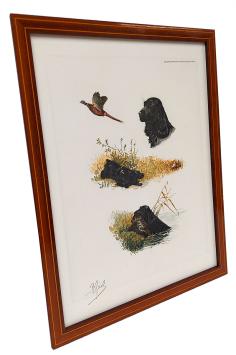 Fieldspaniël in de natuur