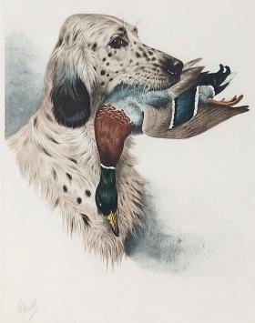 De blue belton of engelse setter