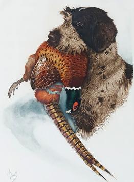 Griffon Korthals met fazant van Boris Riab