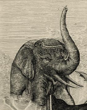 Ets van Roger Van De Wouwer kopen