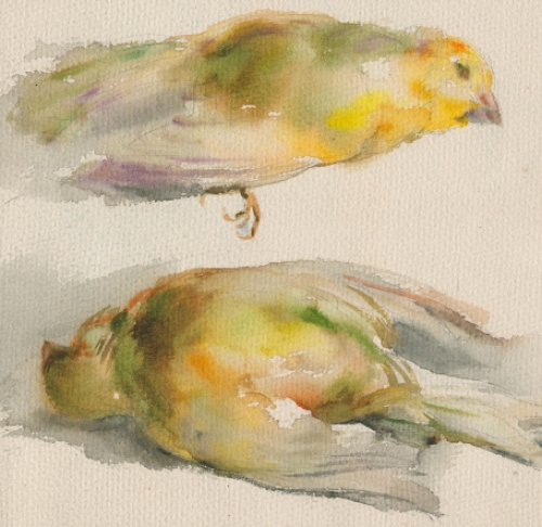 Belgische tekenaar Romain Malfliet met een aquarel