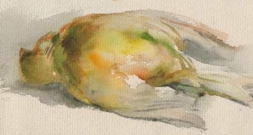 Romain Malfliet met een aquarel met twee vogels