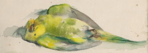 Belgische tekenaar Romain Malfliet met een kleine aquarel