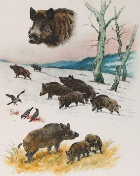 Litho van Georges-Frédéric Rötig