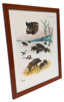 Everzwijnen in de natuur