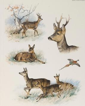 Litho van Georges-Frédéric Rötig