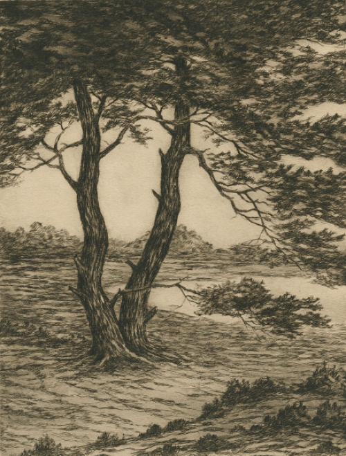 Oude dennen,  ets van J. Stokbroekx