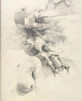 Belgische tekenaar Roger Wittevrongel